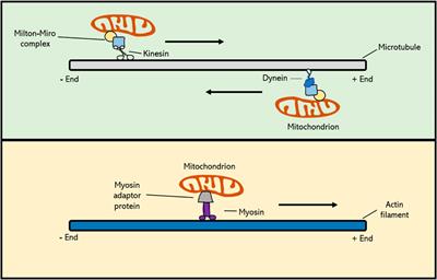 Structural regulation and dynamic behaviour of organelles during plant meiosis